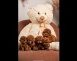 Crvene patuljaste i toy pudle